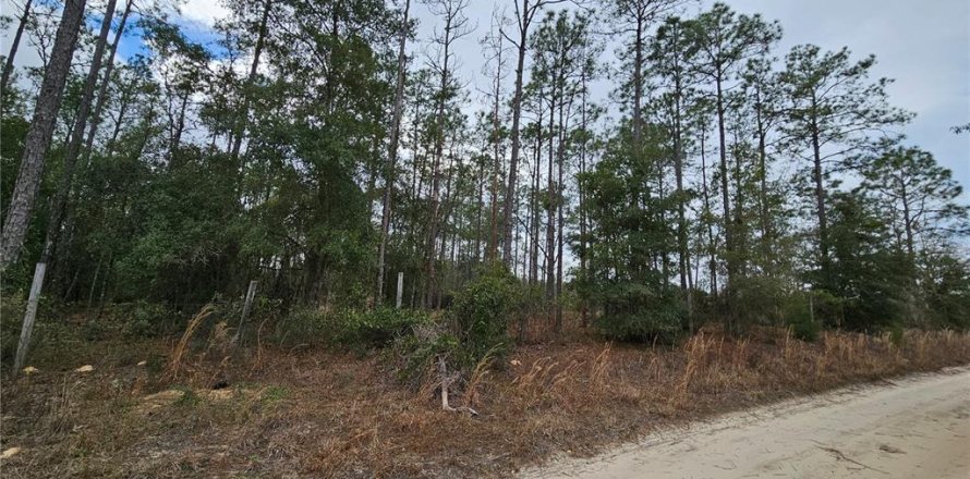 Terrain à Williston, Floride № 2144228