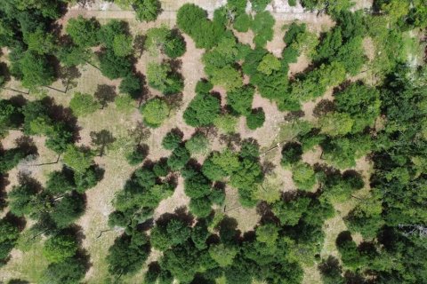 Land in Live Oak, Florida № 1813139 - photo 9