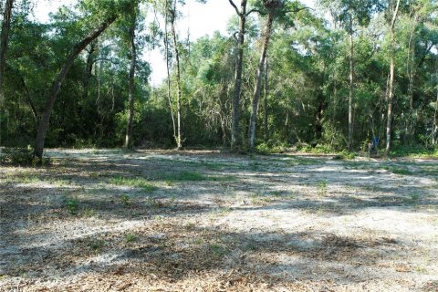 Land in Webster, Florida № 1759499 - photo 5