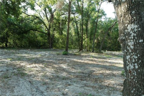 Land in Webster, Florida № 1759499 - photo 8