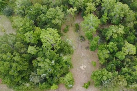 Terrain à Williston, Floride № 2378297