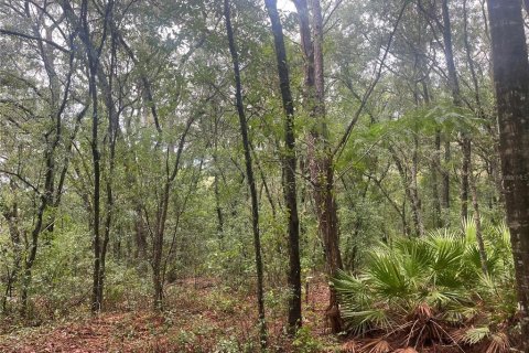 Land in Interlachen, Florida № 2162401