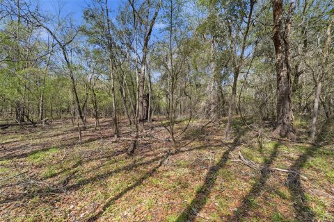Land in Webster, Florida № 2161578 - photo 17