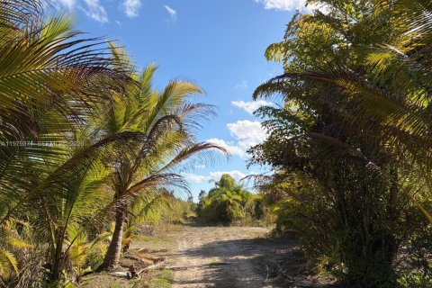 Commercial property in Florida City, Florida № 2046037 - photo 4