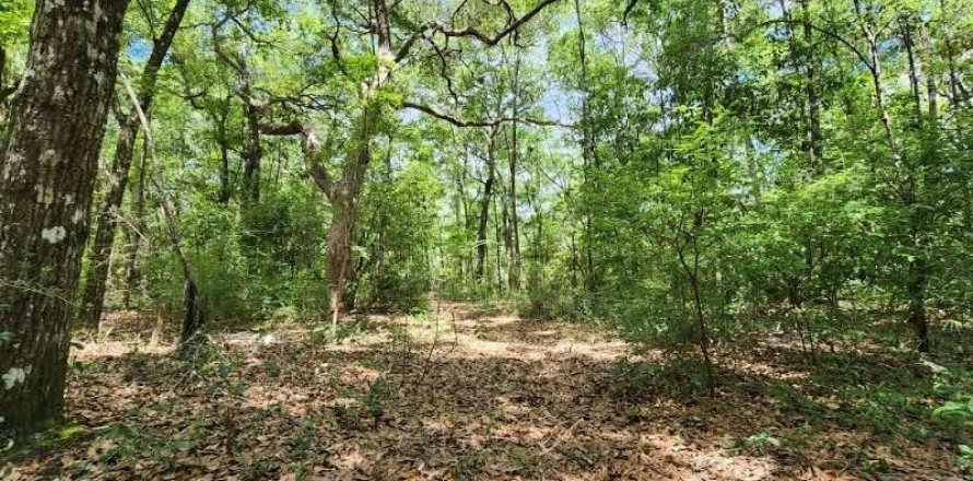 Land in Freeport, Florida № 561263