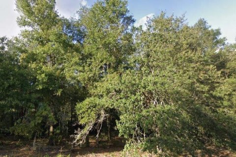 Land in Interlachen, Florida № 2162679