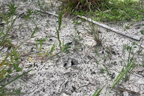 Land in Naples, Florida № 1911721 - photo 19