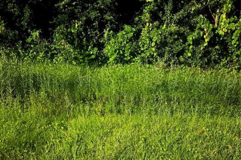 Land in Kissimmee, Florida № 1876873 - photo 1