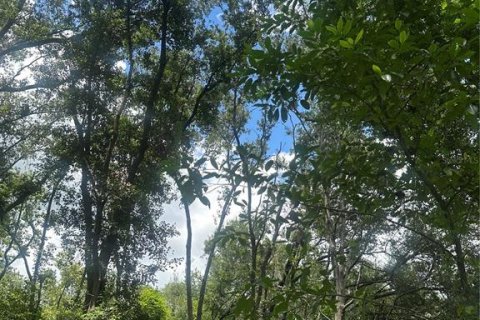 Land in Valrico, Florida № 1845220 - photo 4