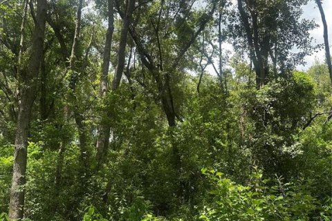 Land in Valrico, Florida № 1845220 - photo 3