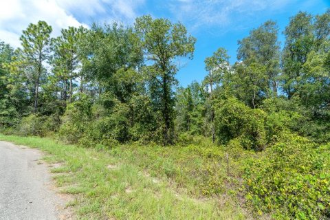 Land in Ocklawaha, Florida № 2159598 - photo 23