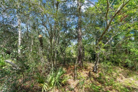 Land in Ocklawaha, Florida № 2159598 - photo 19