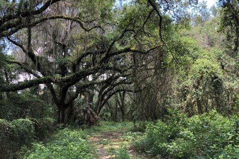 Terreno en venta en Plant City, Florida № 1816284 - foto 8