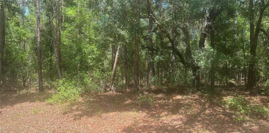 Terrain à Dunnellon, Floride № 2166625