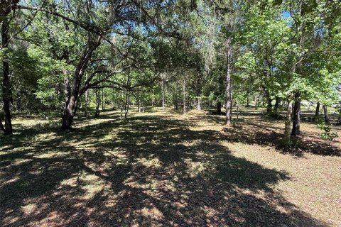 Terrain à Williston, Floride № 2126371