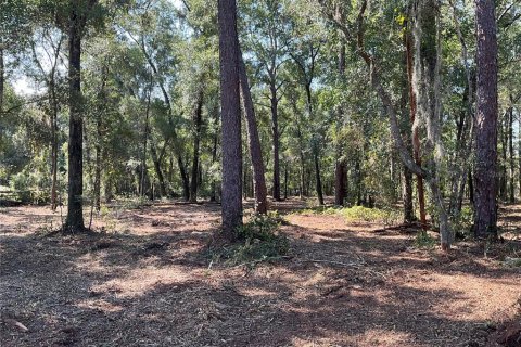 Land in Gainesville, Florida № 1407067 - photo 2