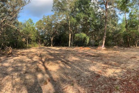 Land in Interlachen, Florida № 2164062 - photo 5
