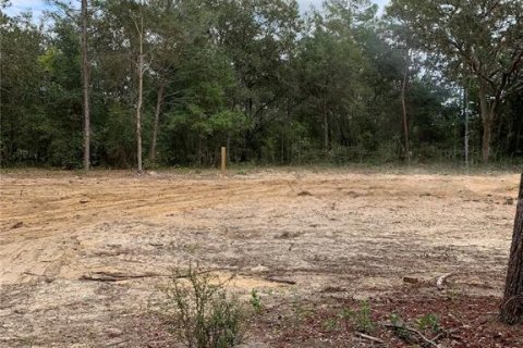 Land in Interlachen, Florida № 2164062 - photo 8