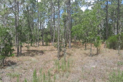 Land in Williston, Florida № 2161395 - photo 2