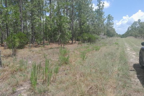 Land in Williston, Florida № 2161395 - photo 4