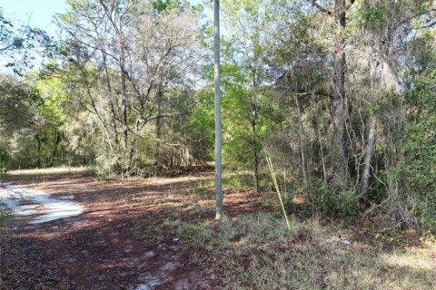 Land in Belleview, Florida № 2144802 - photo 2