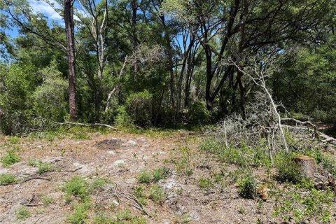 Terrain à Ocklawaha, Floride № 2205946