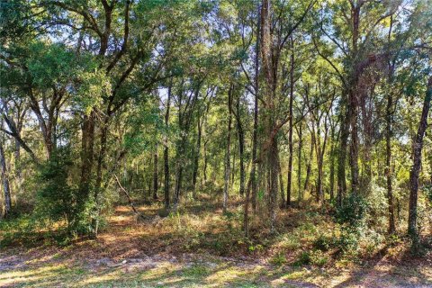 Terrain à vendre à Apopka, Floride № 214453 - photo 6