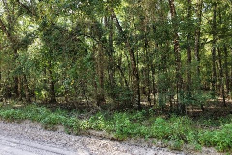 Land in Bell, Florida № 1894126 - photo 5