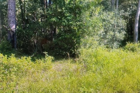 Land in Dunnellon, Florida № 2163604 - photo 2