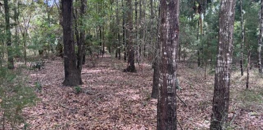 Land in Chiefland, Florida № 2239797