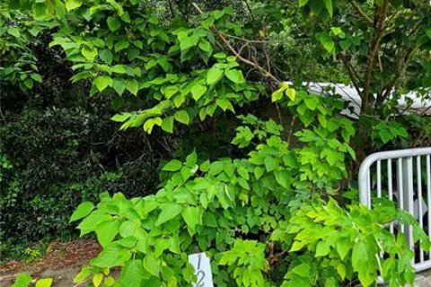 Terreno en venta en Oxford, Florida № 1810446 - foto 4