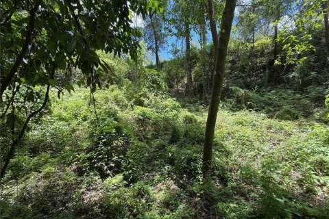 Terrain à vendre à Ocala, Floride № 2212249 - photo 10