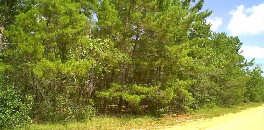 Land in Interlachen, Florida № 2165860