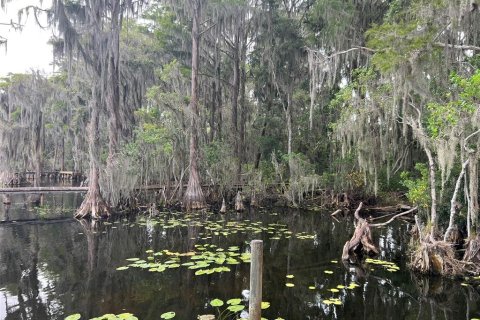 Terreno en venta en Earleton, Florida № 1918223 - foto 9