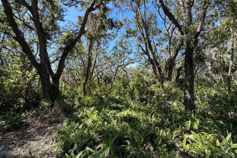 Terreno en venta en Palm Harbor, Florida № 1817000 - foto 17