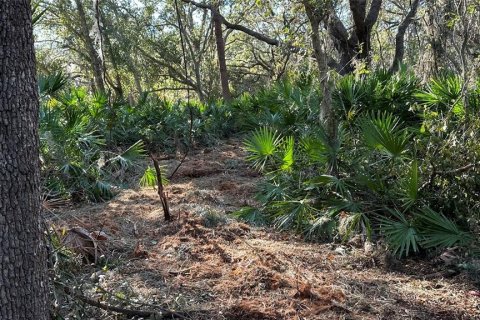 Terreno en venta en Palm Harbor, Florida № 1817000 - foto 14