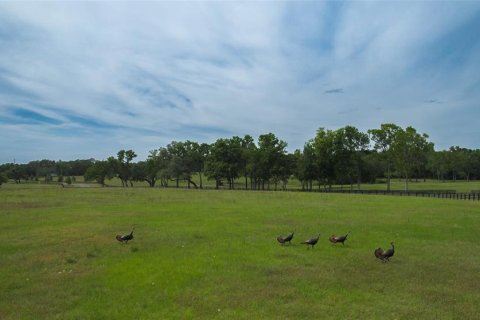 Land in Ocala, Florida № 1796745 - photo 6