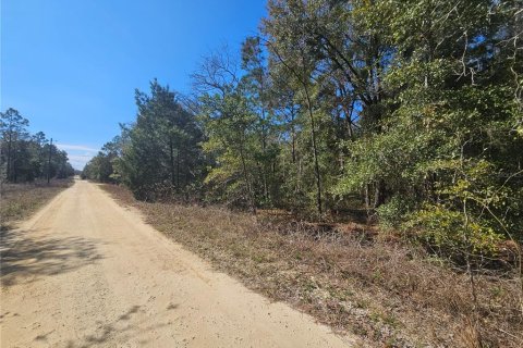Land in Williston, Florida № 2161009 - photo 3