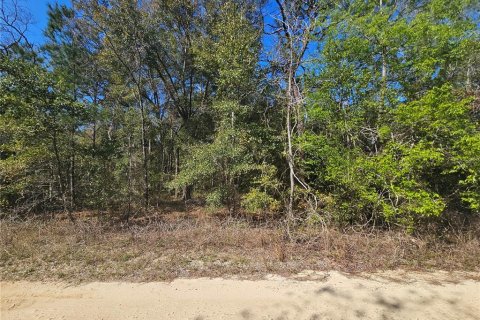 Land in Williston, Florida № 2161009 - photo 4
