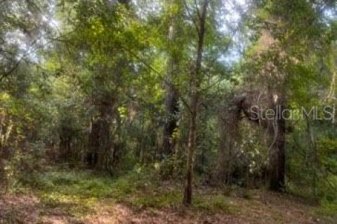 Land in Quincy, Florida № 1803399 - photo 2