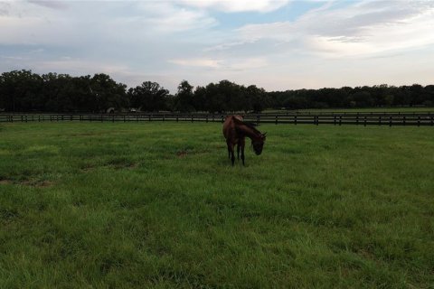 Studio in Morriston, Florida № 1837318 - photo 22