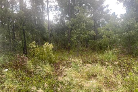 Terrain à Spring Hill, Floride № 2377763