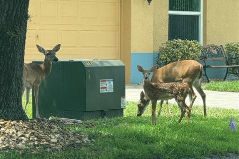 Villa ou maison à louer à San Antonio, Floride: 2 chambres, 127.09 m2 № 1865888 - photo 19