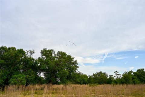 Land in Arcadia, Florida № 1591097 - photo 8