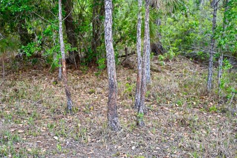Land in Arcadia, Florida № 1591097 - photo 11