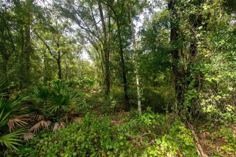 Land in Hastings, Florida № 2350007