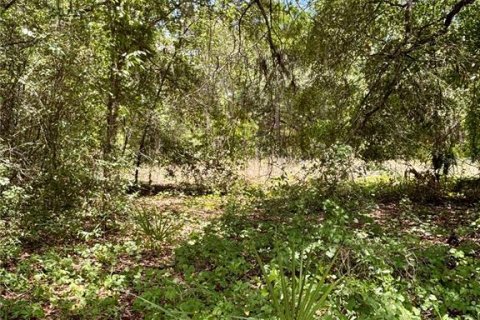 Land in Dunnellon, Florida № 2161542 - photo 3