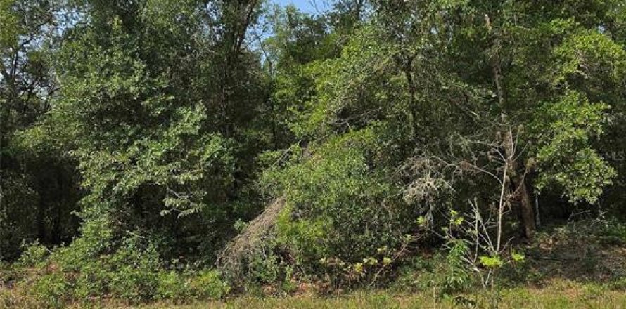 Terrain à Interlachen, Floride № 2204079