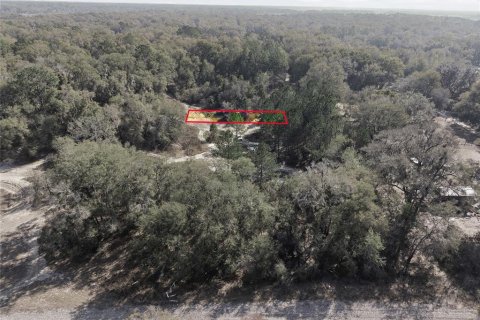 Land in Citra, Florida № 2162377 - photo 26