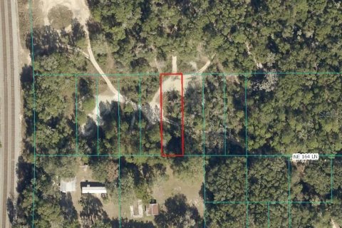 Land in Citra, Florida № 2162377 - photo 6